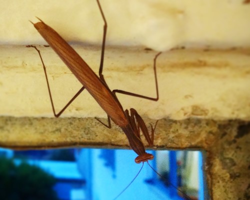 Wowzers! A Praying Mantis visits the shower room