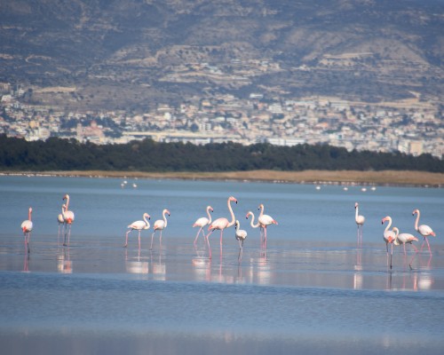 The World Turns Pink – it’s Flamingo Season!