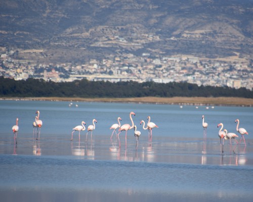 The World Turns Pink – it’s Flamingo Season!
