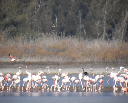 Up to my Arse in Mud: Search for the World’s Only Black Flamingo