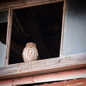 little owl