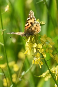 Also a Painted Lady?