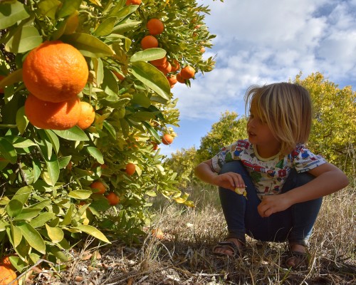 Finding stillness – Orange Groves and Butterflies