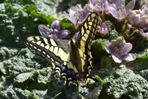 Swallowtail butterfly