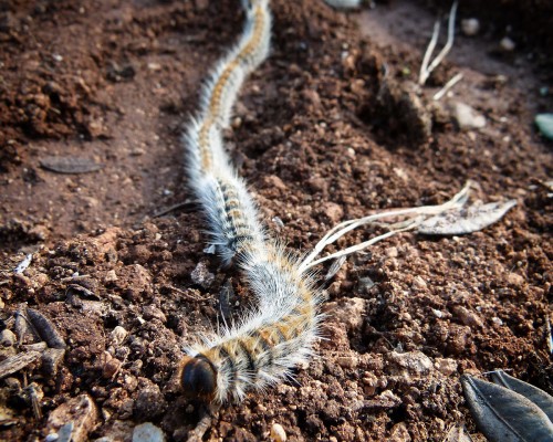 Beware! The March of the Processionary Caterpillar