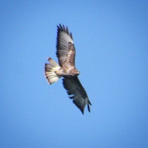 Watched by a Long-Legged Buzzard