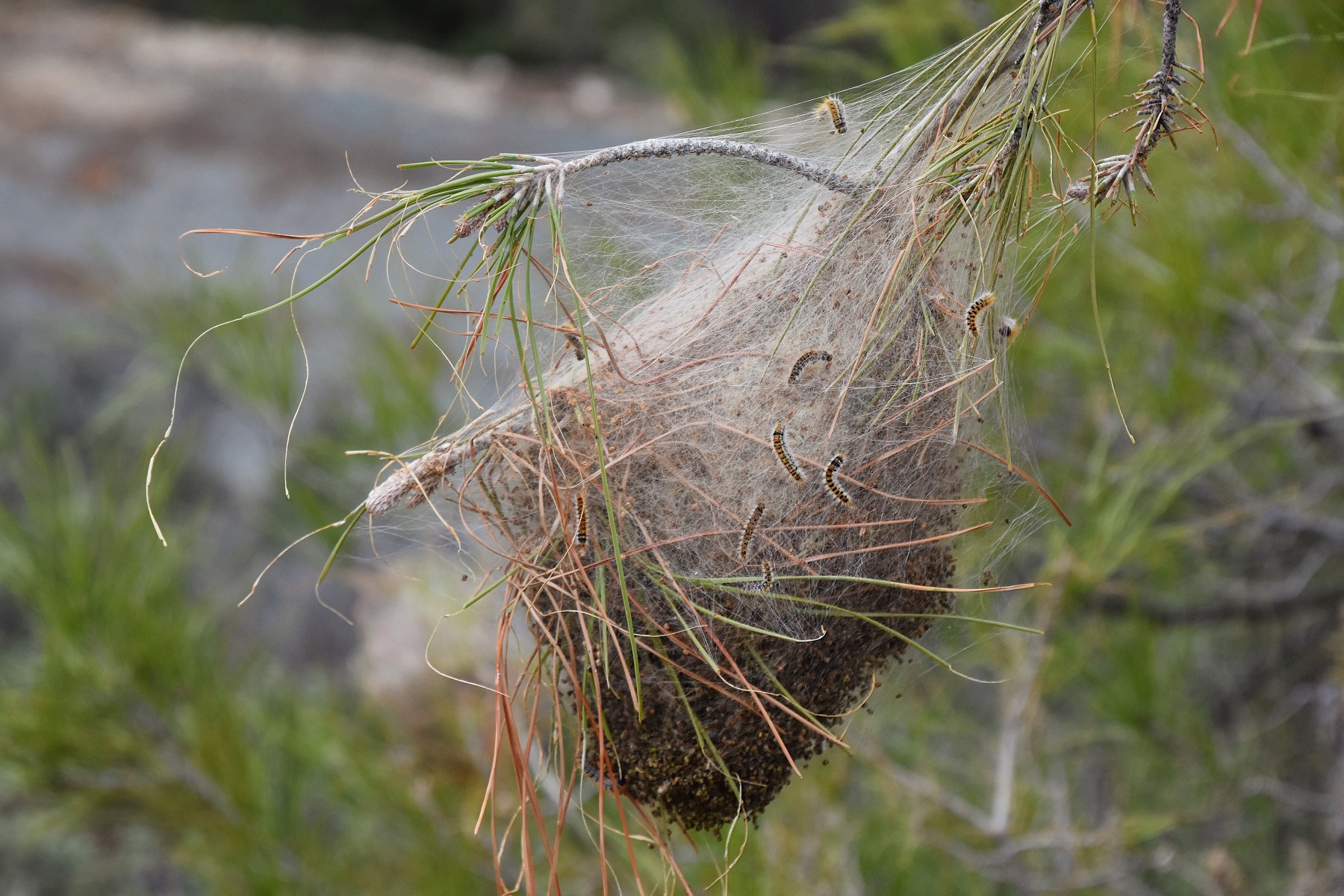 A nest. Pine-needle poo collects at the bottom