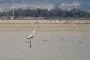 A juvenile flamingo