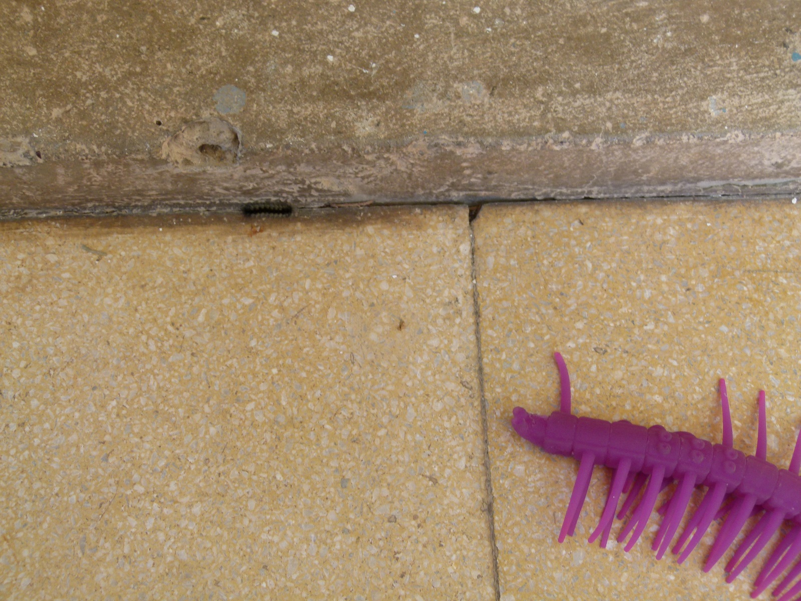 L1130532 G's first sign of empathy - putting toy caterpillar next to real one so it isn't lonely