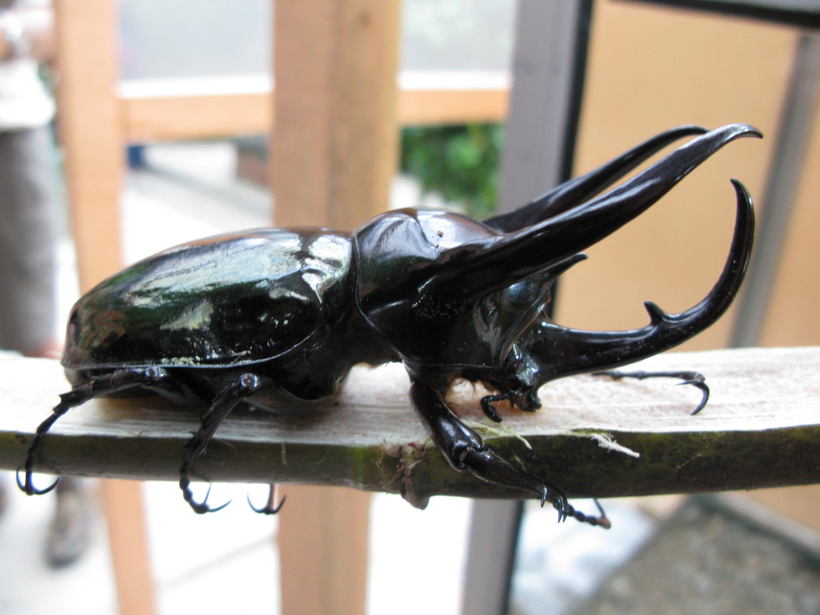 A larger cousin I met in Malaysia - the Malaysian Rhinoceros Beetle