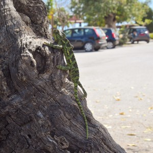Goobie spots a chameleon in the carpark