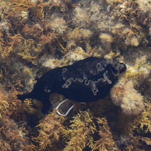 Sea Hare