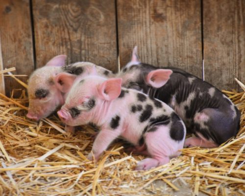 Family Fun at Riverland Bio Farm