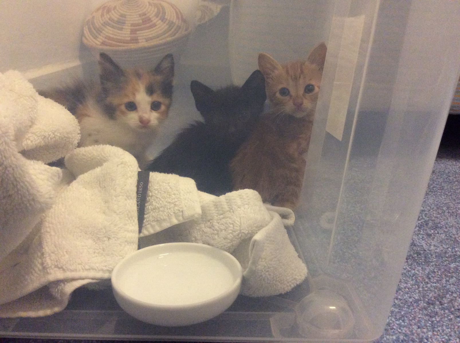 We finally catch the terrified kittens