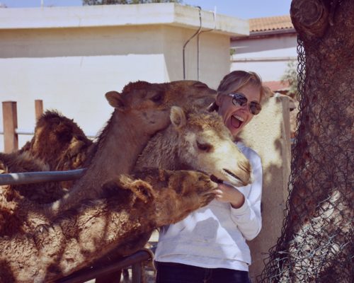 Cuddles with Camels – Mazotos Camel Park