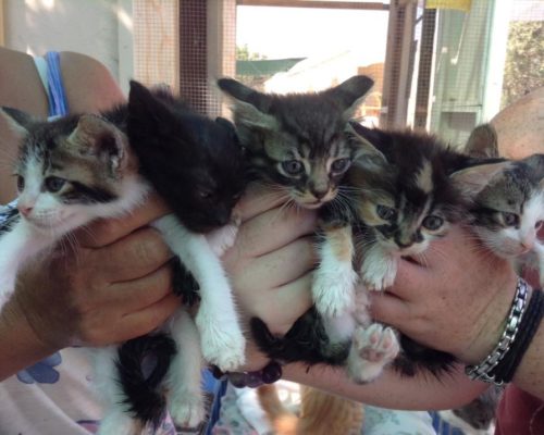 Heartbreak and Hope – We Foster Six Kittens