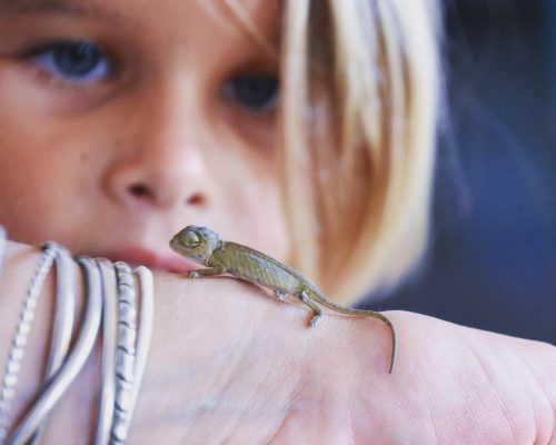 Baby Chameleon Pays Us a Visit