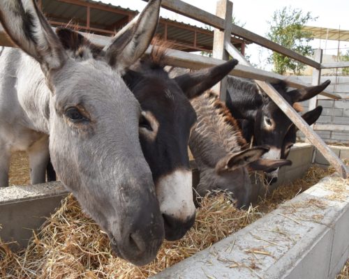 Dozens of Donkeys! A Trip to Golden Donkeys Farm