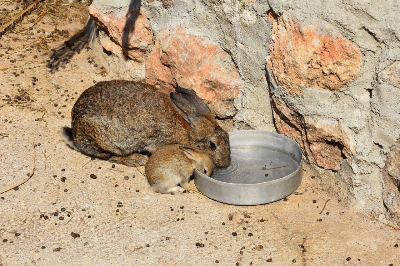 Paphos Zoo