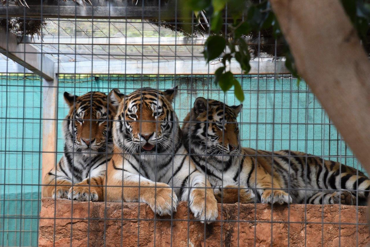 Paphos Zoo