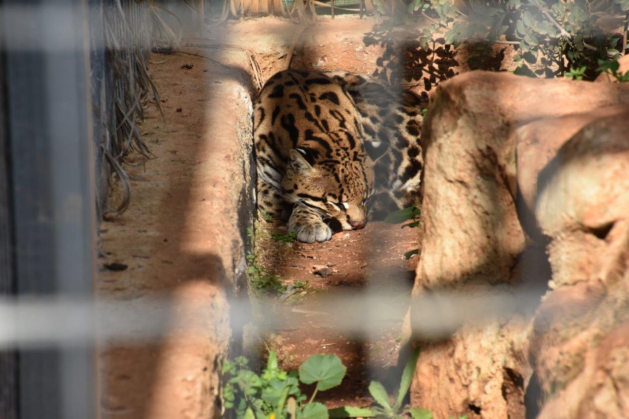 Paphos Zoo