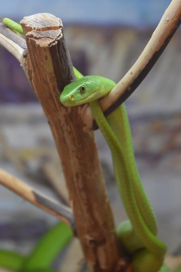 Paphos Zoo