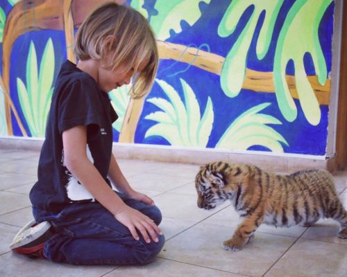 Our Tiger Encounter at Paphos Zoo