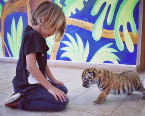 Our Tiger Encounter at Paphos Zoo