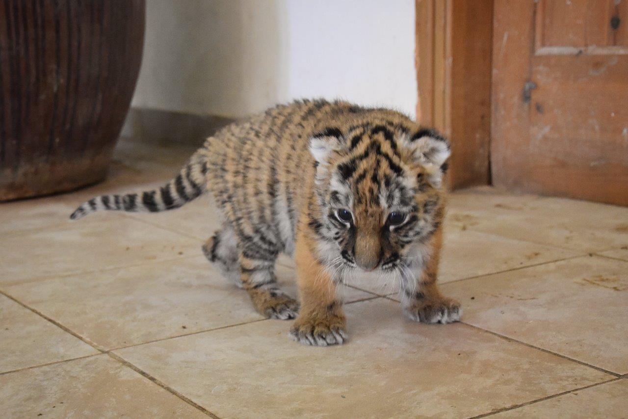 Paphos Zoo