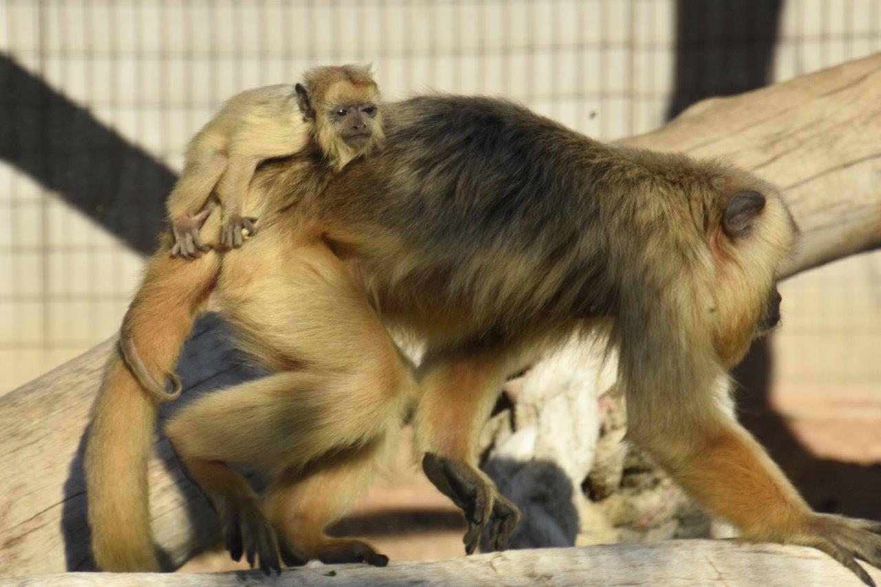 Paphos Zoo