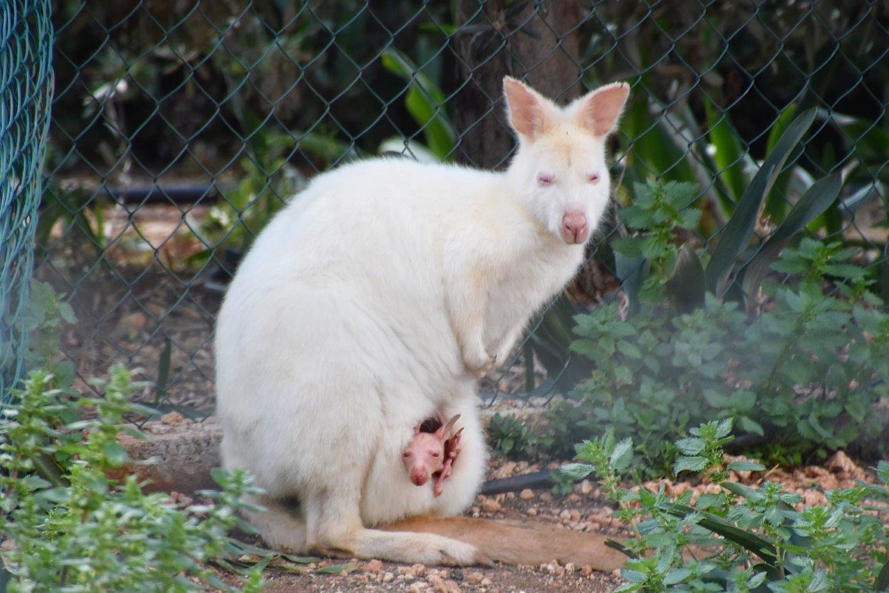 Paphos Zoo