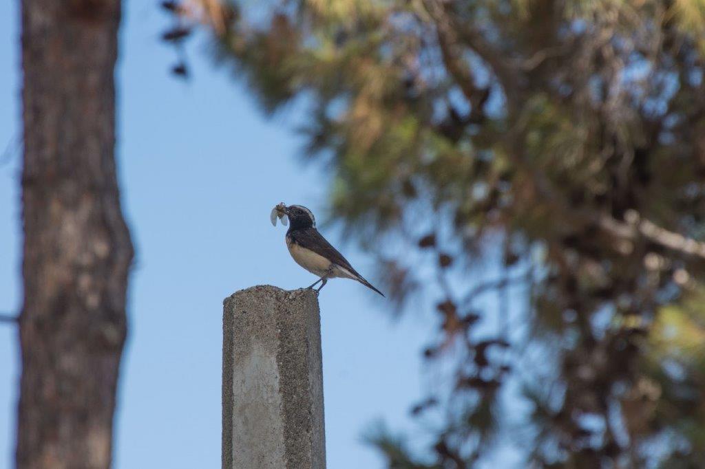 Akrotiri Marsh