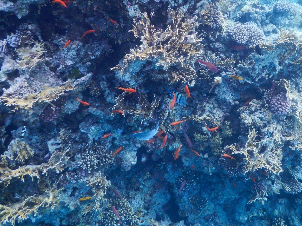 Red Sea