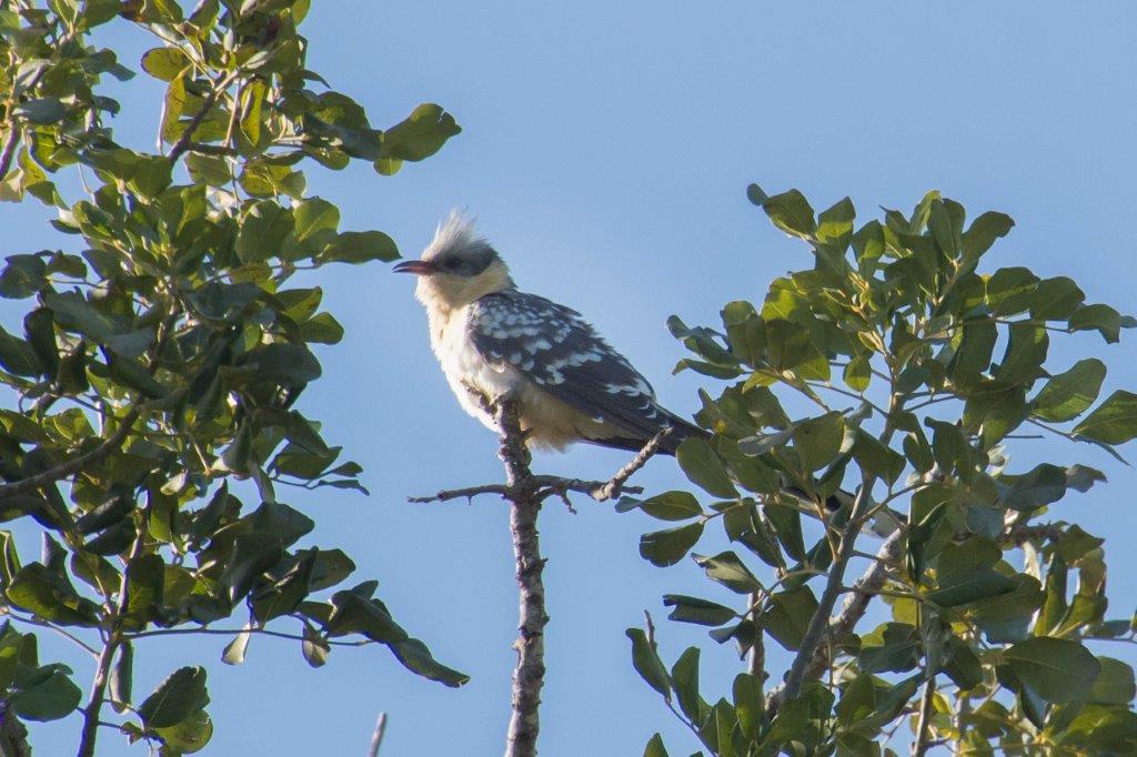 Cyprus birdlife