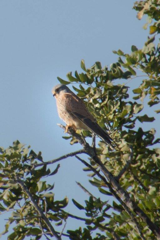 Cyprus birdlife