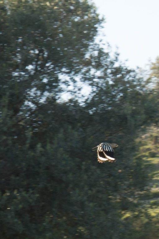 Cyprus birdlife