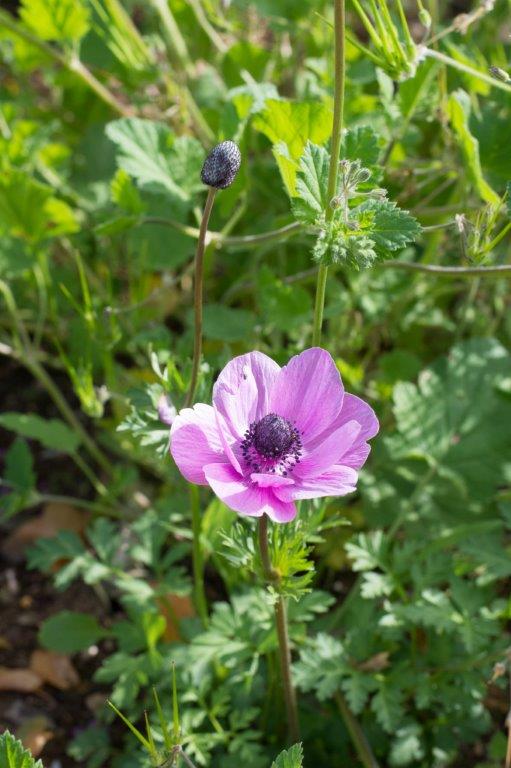 Cyprus flowers