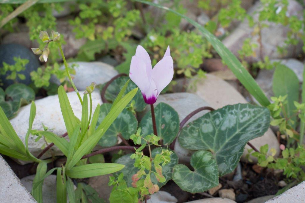 spring flowers