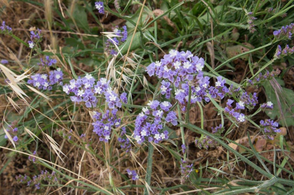Avakas Gorge flowers