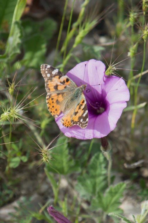 Cyprus flora and fauna