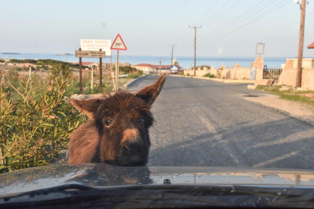 Karpaz Peninsula