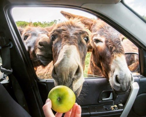 ‘It’s Puked on My Trousers!’ Crazy Karpaz Donkeys