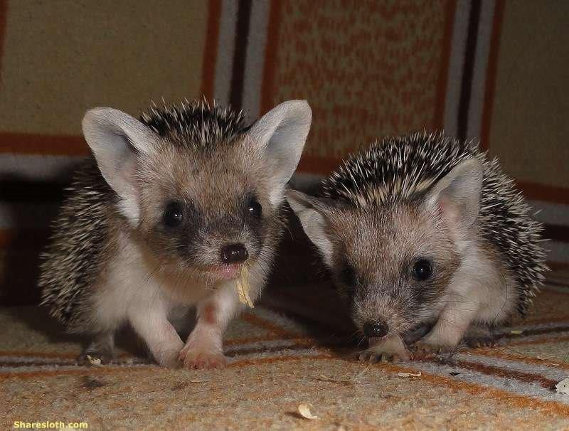 hedgehogs