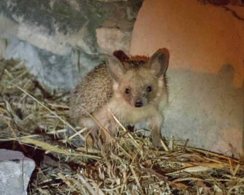 What a Shocker! Hedgehog Hide-and-Seek