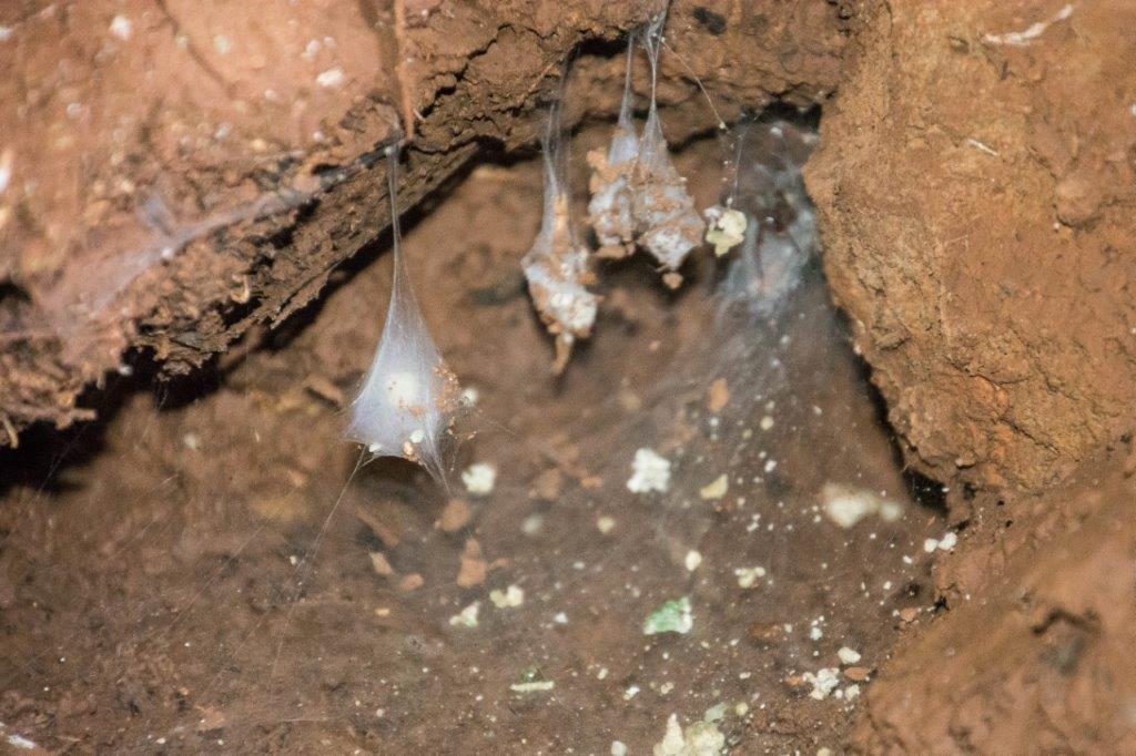 Cyclops cave spiders