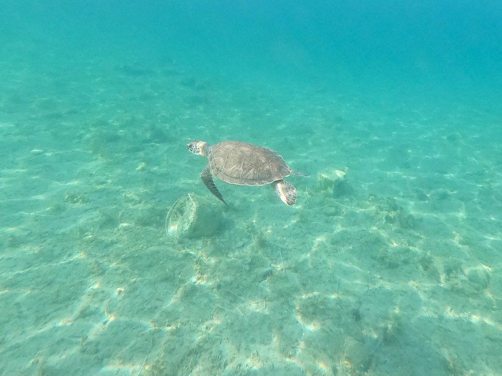 sea turtle