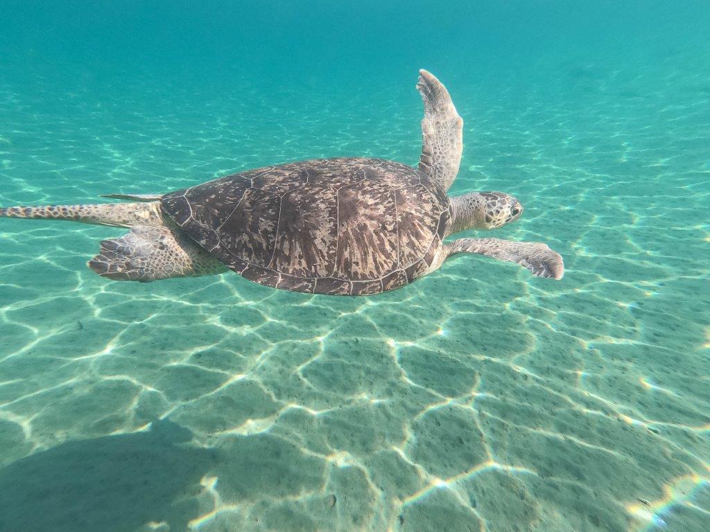 sea turtle