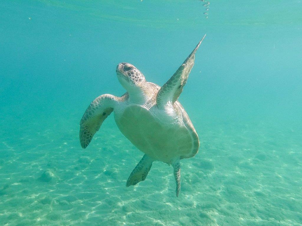 Cyprus turtles