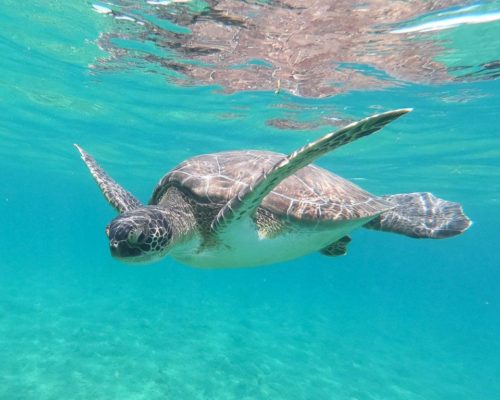 Treasures of the Sea – Protecting Cyprus’s Sea Turtles