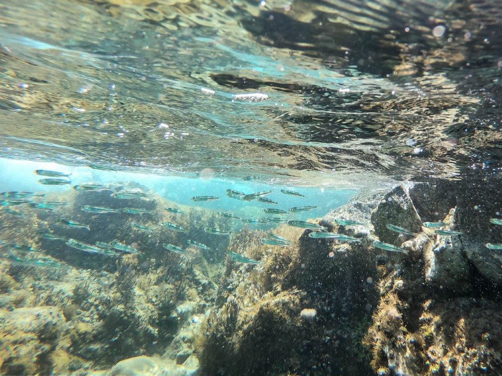 snorkelling Cyprus